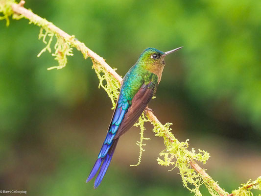 LANGSCHWANZSYLPHE, VIOLET-TAILED SYLPH -  AGLAIOCERCUS COELESTIS