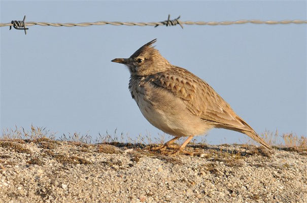 HAUBENLERCHE, CRESTED LARK, GALERIDA CRISTATA