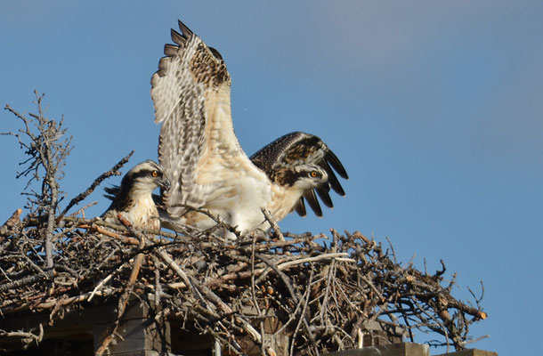 FISCHADLER, OSPREY, PANDION HALIAETUS