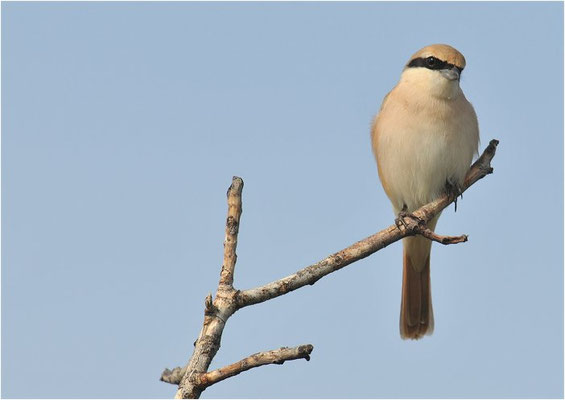 ISABELLWÜRGER, ISABELLINE SHRIKE, LANUS ISABELLINUS