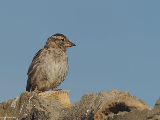 STEINSPERLING, ROCK SPARROW, PETRONIA PETRONIA