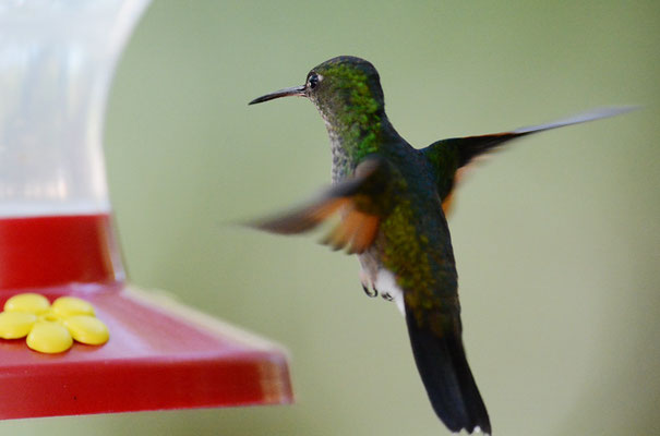 STREIFENSCHWANZKOLIBRI, STRIPE-TAILED HUMMINGBIRD, EUPHERUSA EXIMIA