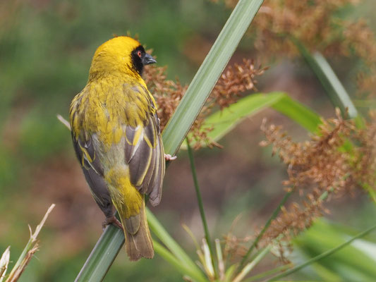 Maskenweber, southern masked weaver, ploceus velatus 