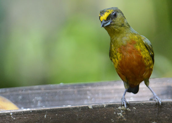 OLIVRÜCKENORGANIST, OLIVE-BACKED EUPHONIA, EUPHONIA GOULDI