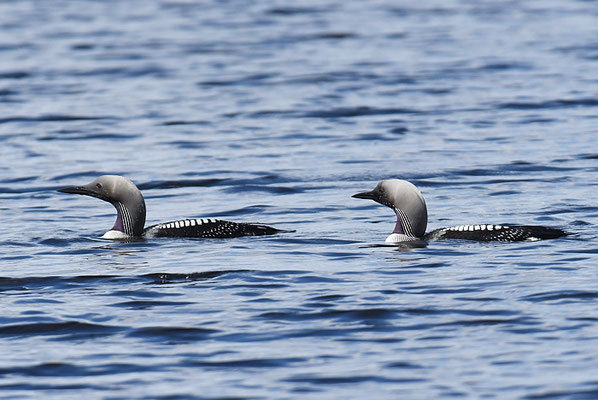 PRACHTTAUCHER, BLACK-THROATED LOON, GAVIA ARCTICA