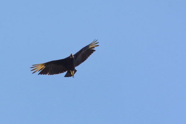 RABENGEIER, BLACK VULTURE - CORAGYPS ATRATUS