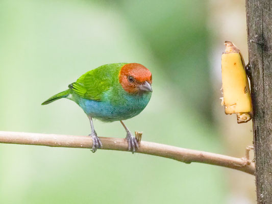 Rötelkopftangare, Bay-headed Tanager - Tangara gyrola