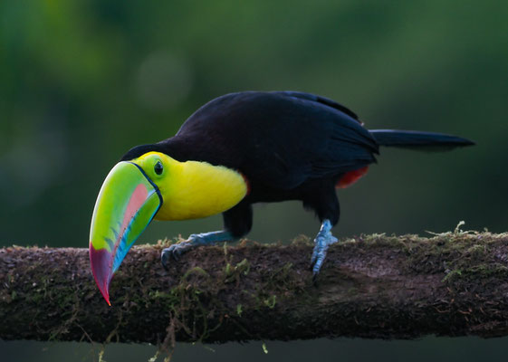 FISCHERTUKAN, KEEL-BILLED TOUCAN, RAMPHASTOS SULFURATUS