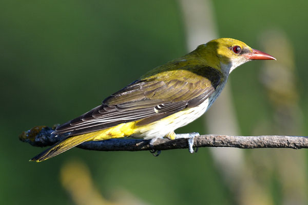 PIROL, GOLDEN ORIOLE, ORIOLUS ORIOLUS