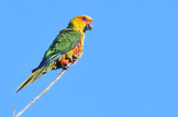 SONNENSITTICH, SUN PARAKEET, ARATINGA SOLSTITIALIS
