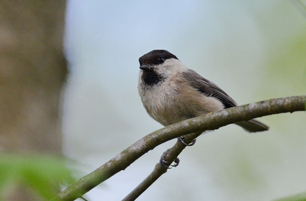 WEIDENMEISE, WILLOW TIT, POECILE MONTANUS