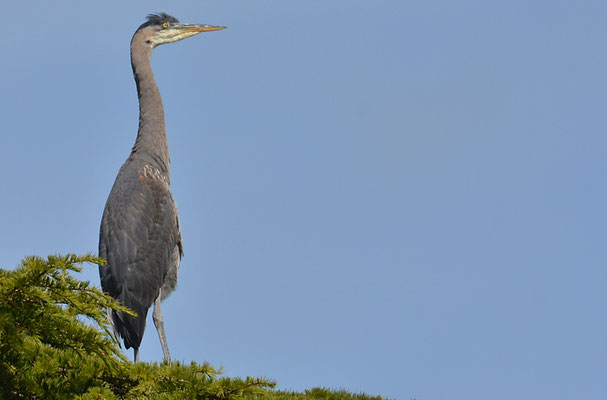 KANADAREIHER, GREAT BLUE HERON, ARDEA HERODIAS