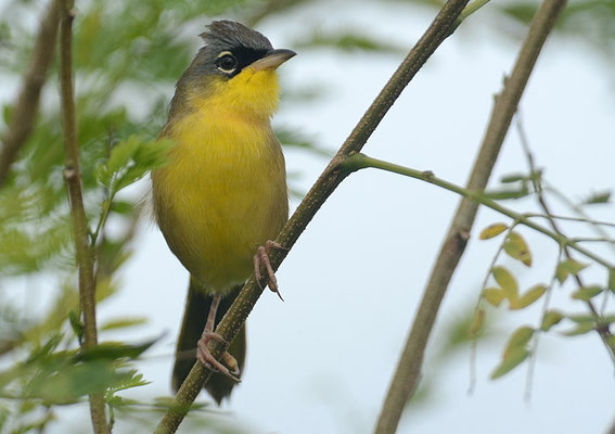 WIESEN-GELBKEHLCHEN, GRAY-CROWNED YELLOWTHROAT, GEOTHLYPIS POLIOCEPHALA 