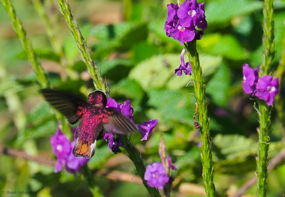 SCHNEEKAPPENKOLIBRI, SNOWCAP, MICROCHERA ALBOCORONATA
