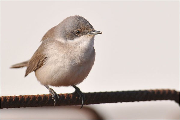 KLAPPERGRASMÜCKE, LESSER WHITETHROAT, SYLVIA CURRUCA