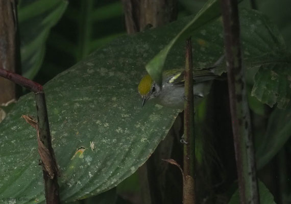GELBSCHEITELWALDSÄNGER, CHESTNUT-SIDED WARBLER, DENDROICA PENSYLVANICA