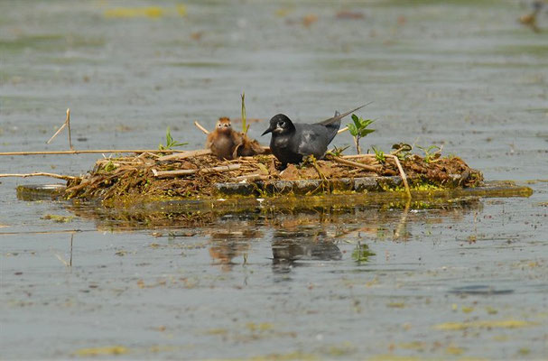 TRAUERSEESCHWALBE, BLACK TERN, CHLIDONIAS NIGER