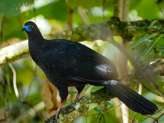 MOHRENGUAN, BLACK GUAN, CHAMAEPETES UNICOLOR