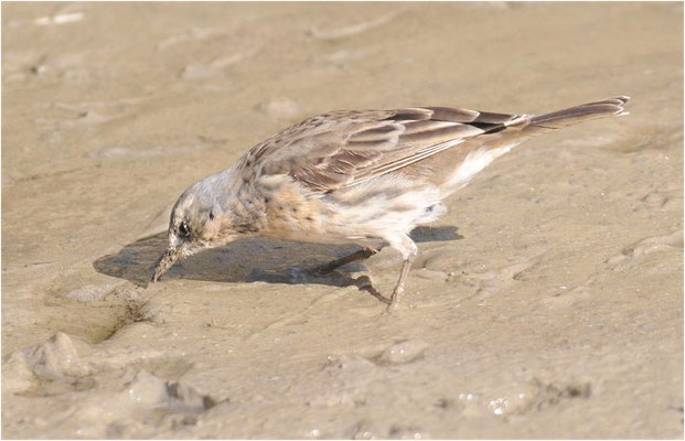 BERGPIEPER, WATER PIPIT, ANTHUS SPINOLETTA