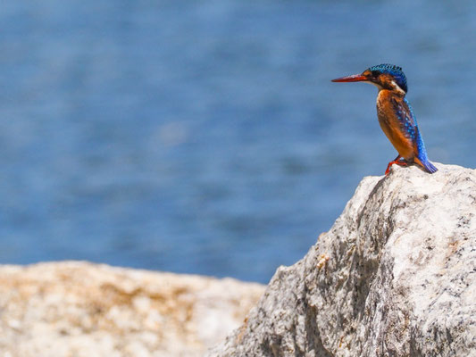 Haubenzwergfischer, Malachite Kingfisher - Alcedo cristata