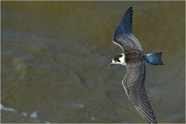 TRAUERSEESCHWALBE, BLACK TERN, CHLIDONIAS NIGER