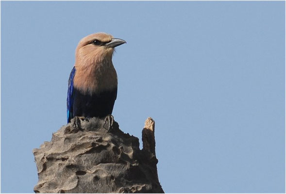 BLAUBRUSTRACKE, BLUE-BELLIED ROLLER, CORACIAS CYANOGASTER