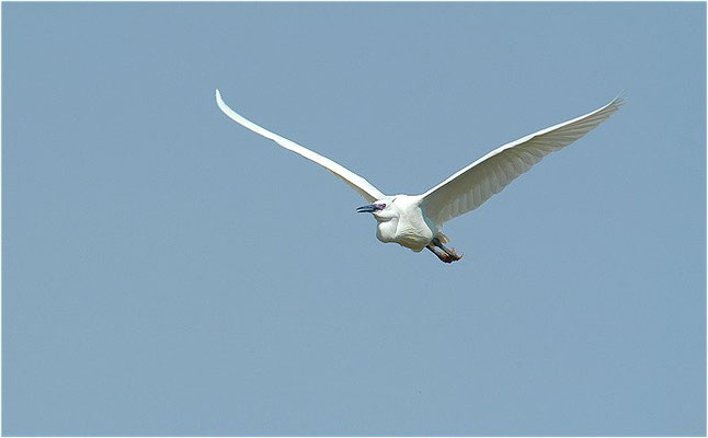 SEIDENREIHER, LITTLE EGRET, EGRETTA GARZETTA