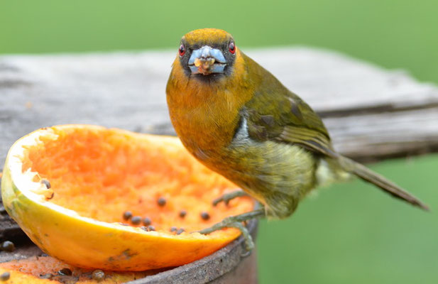 Aztekenbartvogel, Prong-billed Barbet, Semnornis frantzii