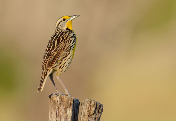 LERCHENSTÄRLING, EASTERN MEADOWLARK, STURNELLA MAGNA