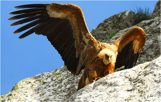 GÄNSEGEIER, GRIFFON VULTURE, GYPS FULVUS