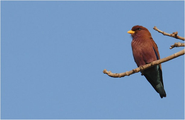 ZIMTROLLER, BROAD-BILLED ROLLER, EURYSTOMUS GLAUCURUS