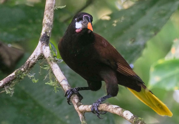 MONTEZUMA-STIRNVOGEL, MONTEZUMA OROPENDOLA, PSAROCOLIUS MONTEZUMA