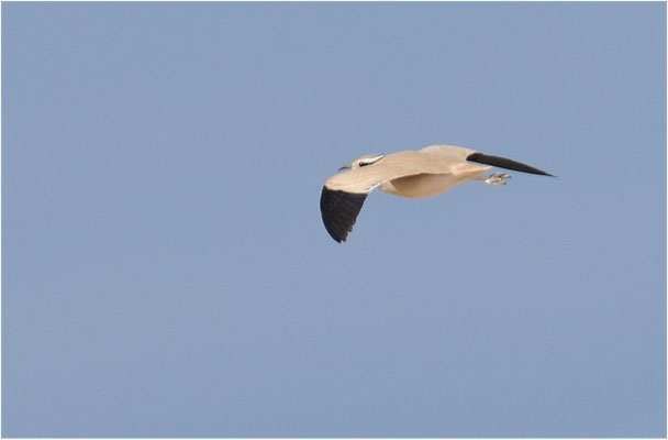 RENNVOGEL, CREAM-COLOURED COURSER, CURSORIUS CURSOR
