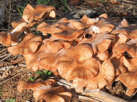 Dunkler Hallimasch - Armillaria ostoyae