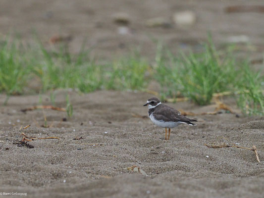 AMERIKANISCHER SANDREGENPFEIFER, SEMIPALMATED PLOVER - CHARADRIUS SEMIPALMATUS