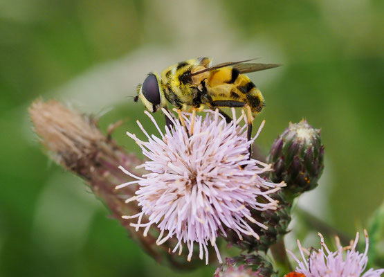 TOTENKOPFSCHWEBFLIEGE, MYATHROPA FLOREA