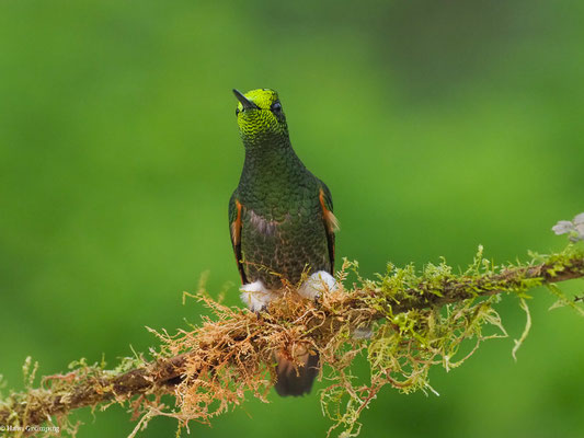 FAHLSCHWANZKOLIBRI, BUFF-TAILED CORONET - BOISSONNEAUA FLAVESCENS
