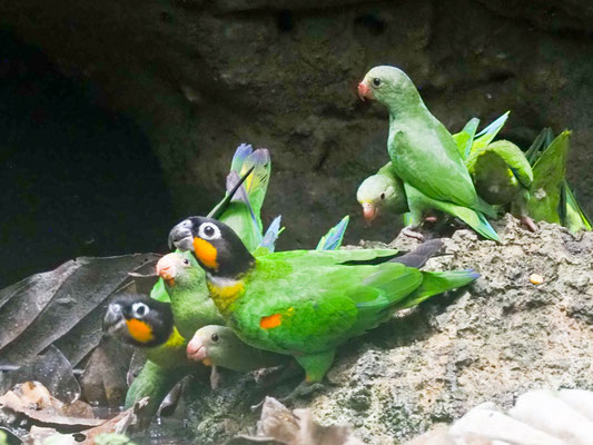 Goldwangenpapagei, Orange-cheeked parrot - Pyrilla barrabandi