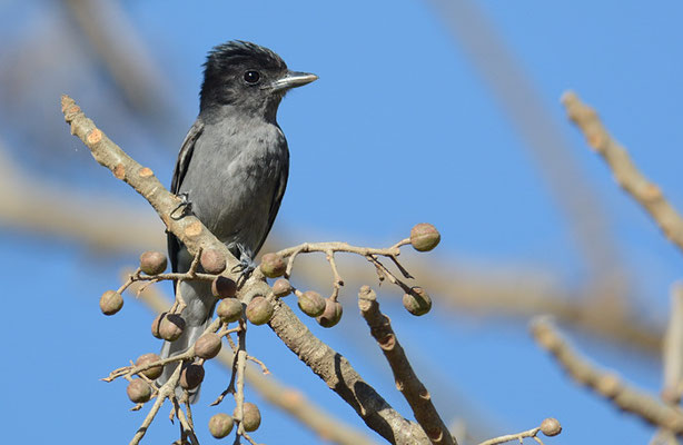 TRAUERSCHNÄPPERTYRANN, DARK PEWEE, CONTOPUS LUGUBRIS