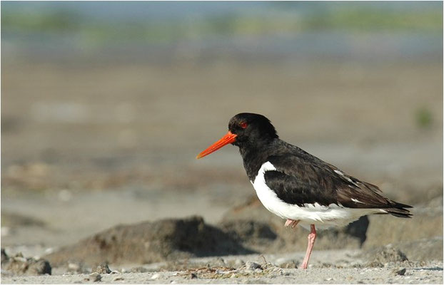 AUSTERNFISCHER, OYSTERCATCHER, HAEMATOPUS OSTRALEGUS