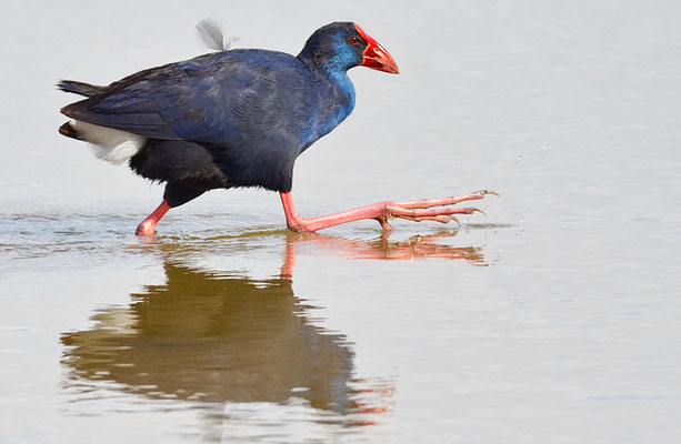 PURPURHUHN, PURPLE SWAMPHEN, PORPHYRIO PORPHYRIO