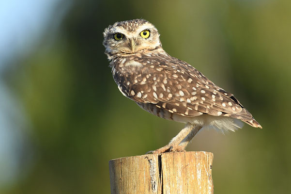 KANINCHENKAUZ, BURROWING OWL, ATHENE CUNICULARIA