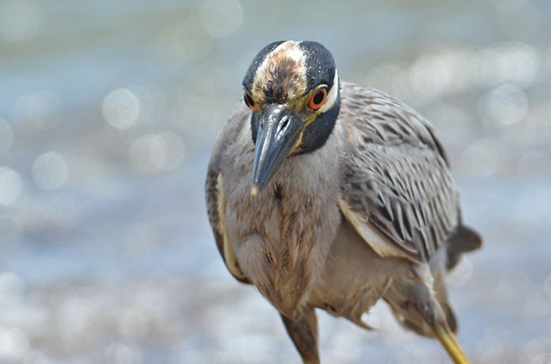 KRABBENREIHER, YELLOW-CROWNED NIGHT HERON, NYCTINASSA VIOLACEUS