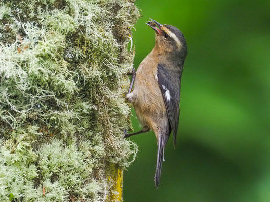 WEISSSTIRN-SPITZSCHNABEL, CINEREOUS CONEBILL - CONIROSTRUM CINEREU