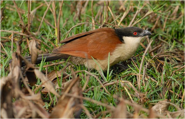 SPORENKUCKUCK, SENEGAL COUCAL, CENTROPUS SENEGALENSIS