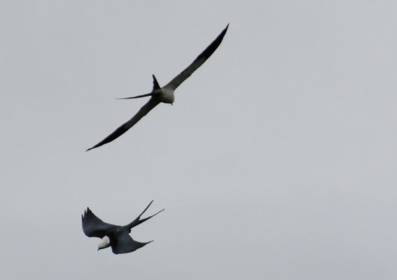 SCHWALBENWEIH, SWALLO-TAILED KITE, ELANOIDES FORFICATUS
