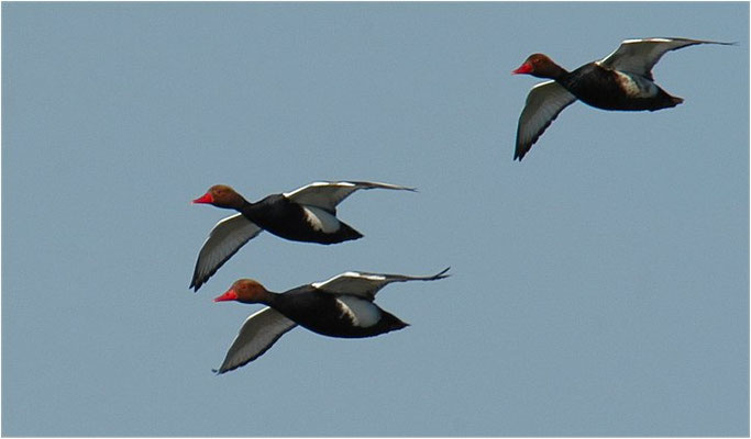 KOLBENENTE, RED-CRESTED POCHARD, NETTA RUFINA