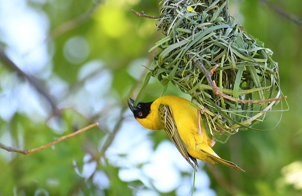 MASKENWEBER, SOUTHERN MASKED WEAVER, PLOCEUS VELATUS