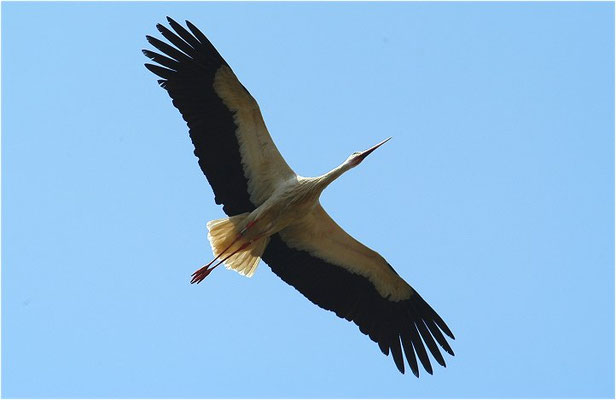 WEISSSTORCH, WHITE STORK, CICONIA CICONIA
