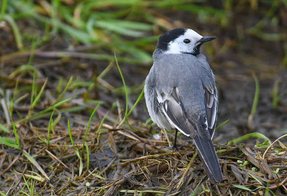 BACHSTELZE, WHITE WAGTAIL, MOTACILLA ALBA